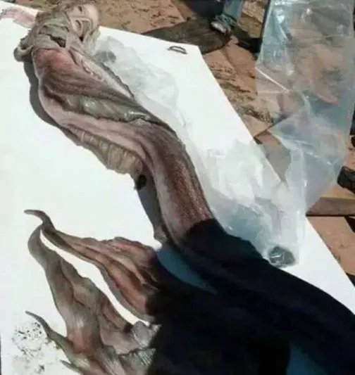 بالصور : ما حقيقة حورية البحر التي عثر عليها في شاطئ بامريكا؟