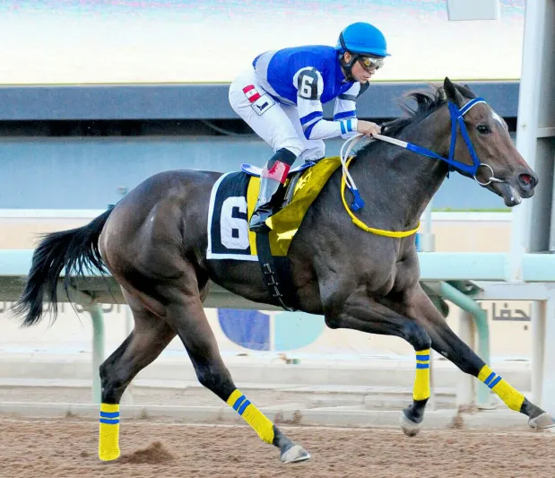 خيول اسطبل "العالمي" جاهزة للمنافسة في سباق كأس المؤسس 