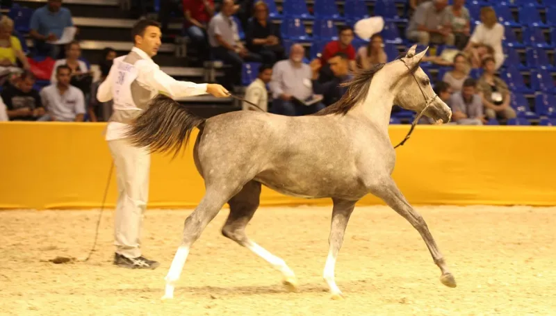 مهارات الخيول والفرسان تُبهر جمهور معرض دبي الدولي للخيل