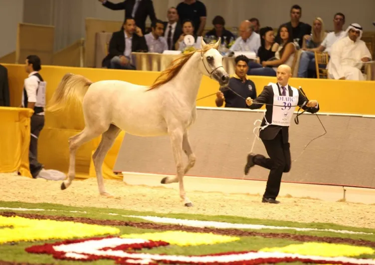 مهارات الخيول والفرسان تُبهر جمهور معرض دبي الدولي للخيل