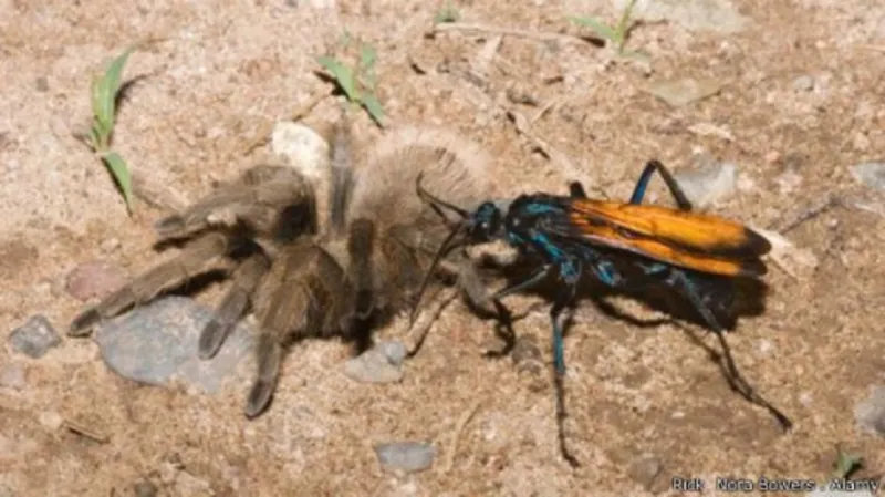 أكثر لدغات الحشرات إيلاما في العالم