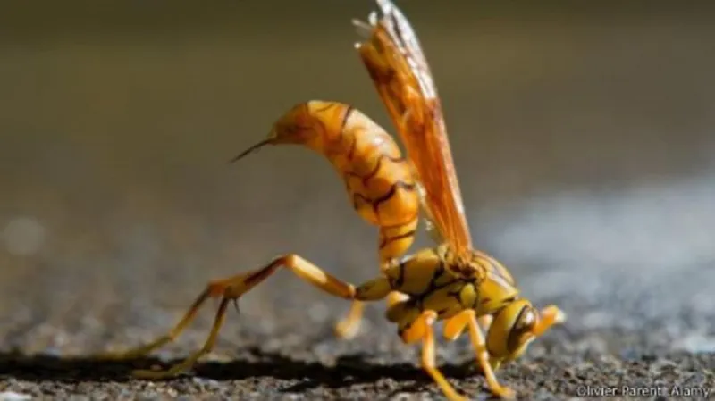 أكثر لدغات الحشرات إيلاما في العالم