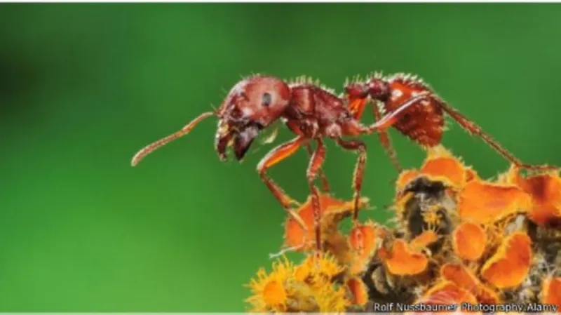 أكثر لدغات الحشرات إيلاما في العالم