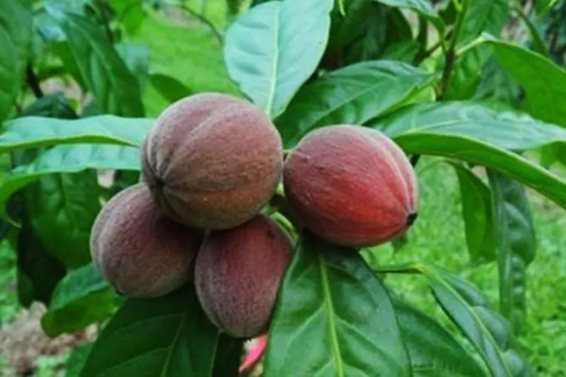 إكتشاف خطير لفاكهة أسترالية تقضي على السرطان في ساعات