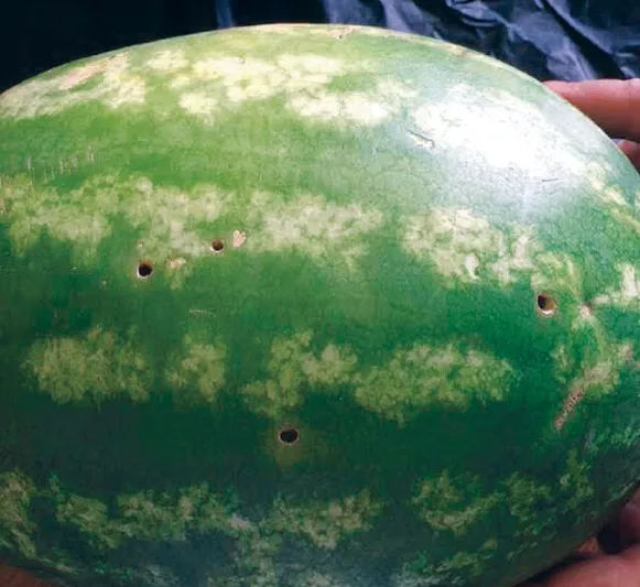 بطيخ إيراني "مشبوه" يثير هلعاً بدول الخليج.