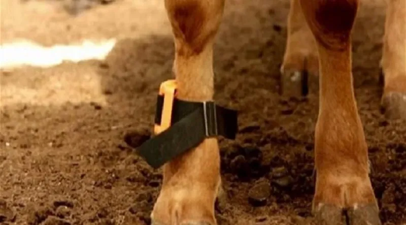 تزاوج البقر في اليابان عن طريق الأنترنت