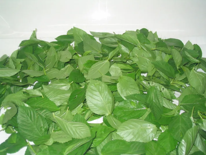 تأثير الملوخية القوي على الرجال.. إكتشفه الان   