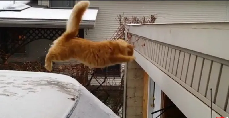 بالفيديو: قطة فاشلة تشغل مواقع التواصل بملايين المشاهدات