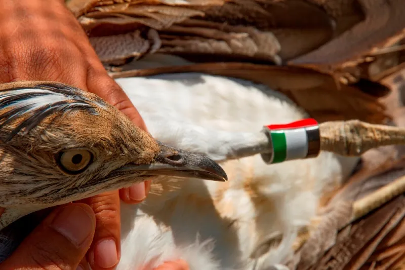 حبارى تحلّق بألوان العلم الاماراتي