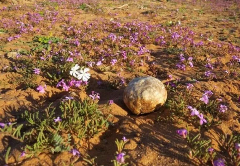 بالفيديو سعودي يستخرج كميات كبيرة من الفقع "الكمأة"