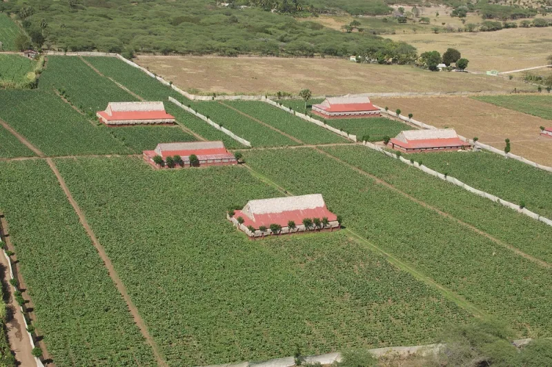 بالصور : الرجل ترافق سيجار دافيدوف من الحقل وصولا الى العلبة الفاخرة