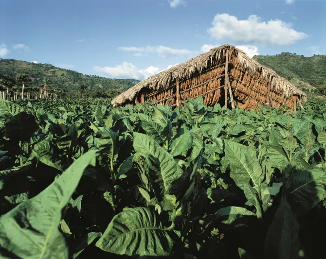 بالصور : الرجل ترافق سيجار دافيدوف من الحقل وصولا الى العلبة الفاخرة