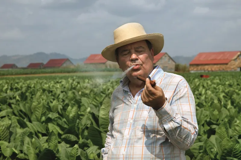 بالصور : الرجل ترافق سيجار دافيدوف من الحقل وصولا الى العلبة الفاخرة