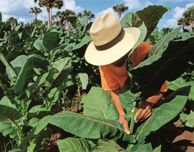 بالصور : الرجل ترافق سيجار دافيدوف من الحقل وصولا الى العلبة الفاخرة