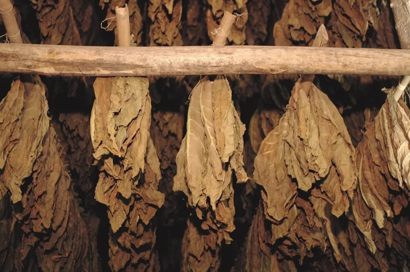 بالصور : الرجل ترافق سيجار دافيدوف من الحقل وصولا الى العلبة الفاخرة