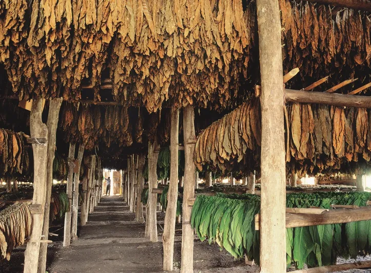 بالصور : الرجل ترافق سيجار دافيدوف من الحقل وصولا الى العلبة الفاخرة