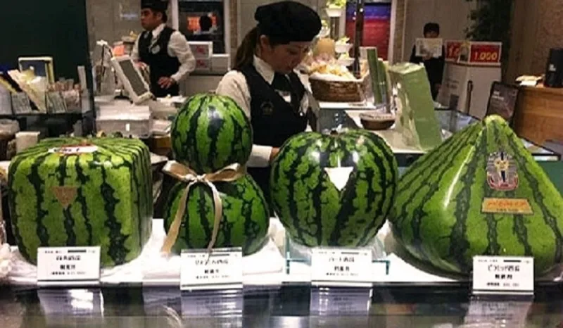 بطيخ جميل الشكل لا الطعم بأسعار خيالية في اليابان