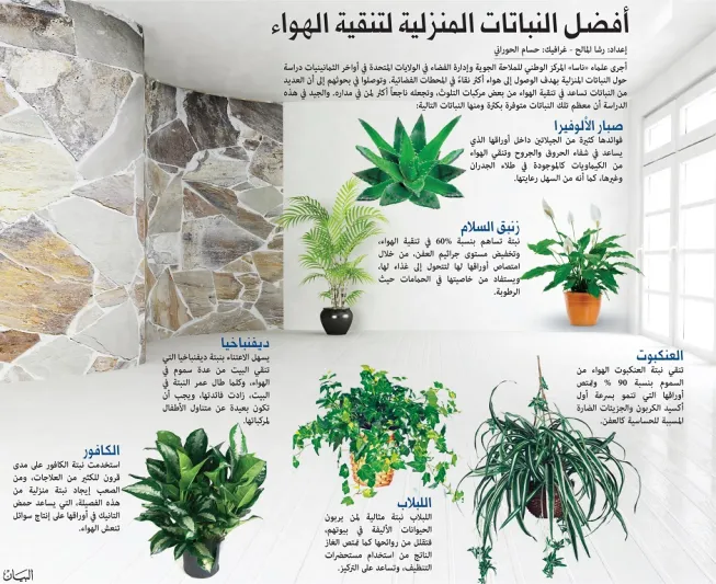 أفضل النباتات المنزلية لتنقية الهواء