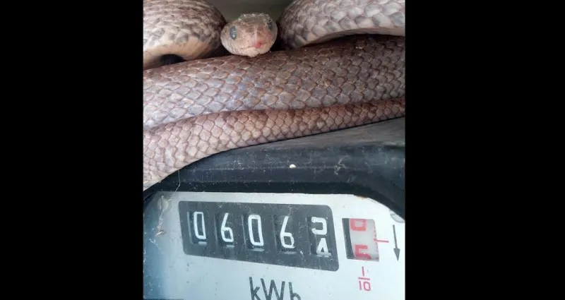  يفاجأ بثعبان ضخم فوق عداد قراءة الكهرباء 