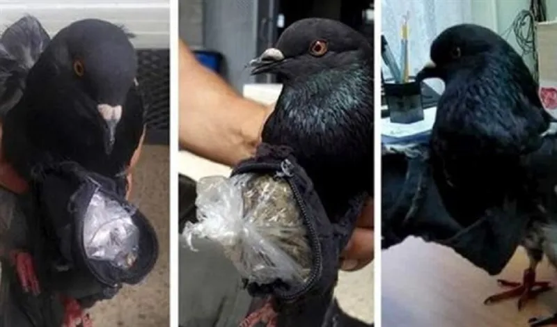 حمامة "تهرب" المخدرات إلى السجن