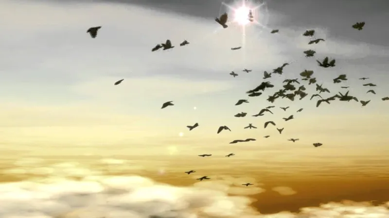 سرب طيور يجبر طائرة كويتية على تغيير رحلتها