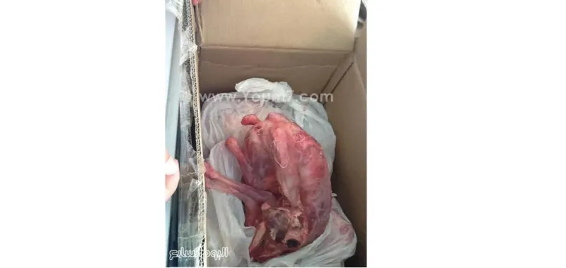 بالصور.. ضبط قطري حاول تهريب لحم ماعز جبلى في مصر 