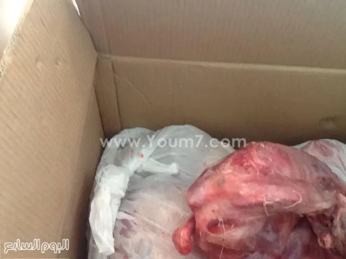 بالصور.. ضبط قطري حاول تهريب لحم ماعز جبلى في مصر 