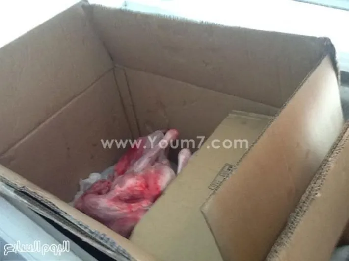 بالصور.. ضبط قطري حاول تهريب لحم ماعز جبلى في مصر 