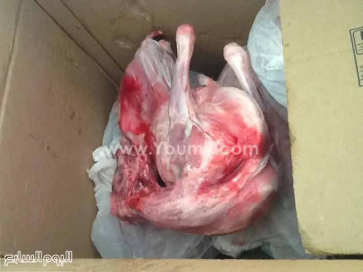 بالصور.. ضبط قطري حاول تهريب لحم ماعز جبلى في مصر 