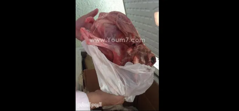بالصور.. ضبط قطري حاول تهريب لحم ماعز جبلى في مصر 