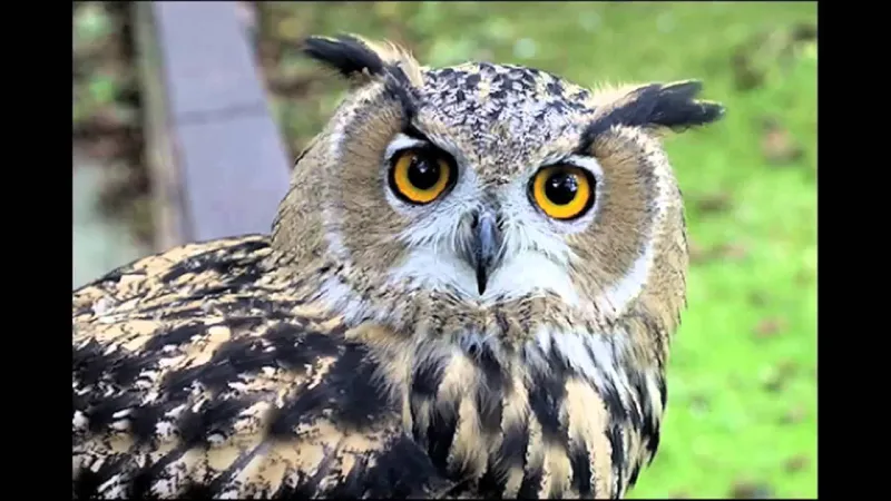 10 معلومات صادمة لا تعرفها عن "البومة"