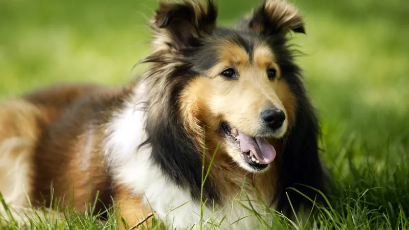 مليونير صيني ينفق كامل ثروته على الكلاب المشردة