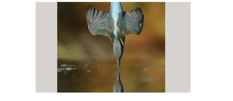 صورة قضى صاحبها 6 سنوات و720 ألف محاولة لالتقاطها