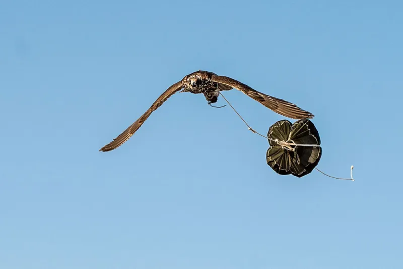 بالصور.. أقوى الفرق المحلية تتنافس في بطولة فزاع للصيد بالصقور 