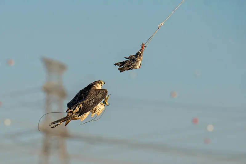 بالصور.. أقوى الفرق المحلية تتنافس في بطولة فزاع للصيد بالصقور 