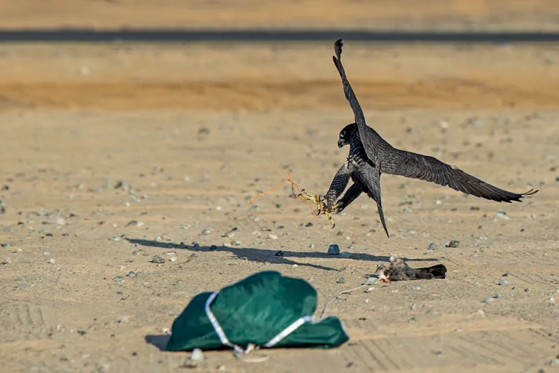 بالصور.. أقوى الفرق المحلية تتنافس في بطولة فزاع للصيد بالصقور 