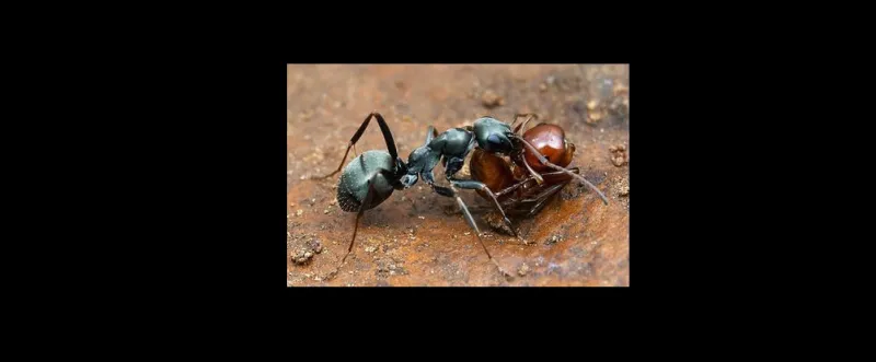 بالصور..21 معلومة  صادمة عن العبيد 