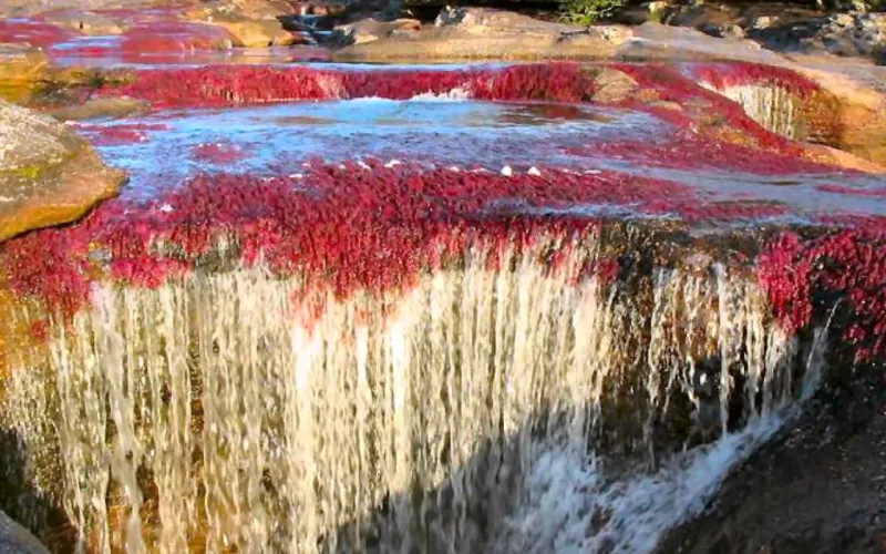 نهر الكريستال في كولومبيا ملك جمال الانهار