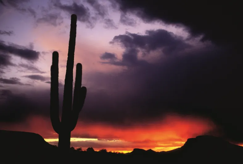 اكتشف الثقافات الاميركية المتنوعة مع فندق الريتز كارلتون