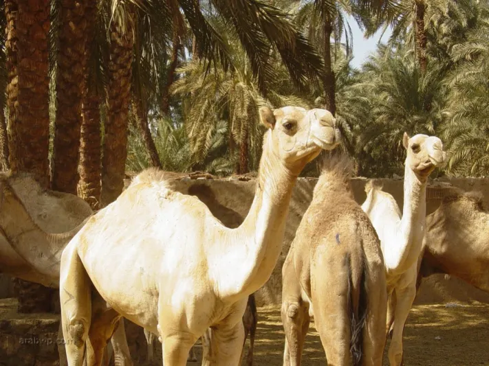 نقول دائماً "من رابع المستحيلات" فما هي المستحيلات الثلاث عند العرب؟