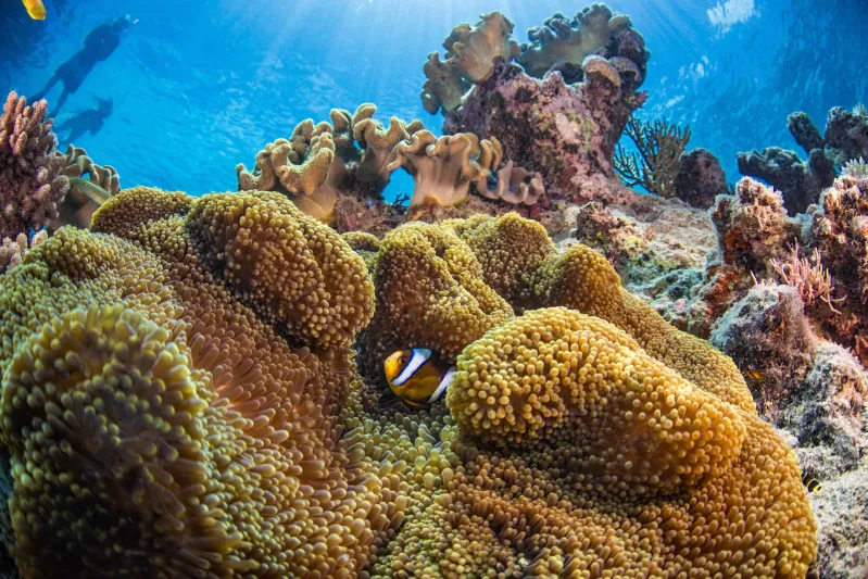 جزر مامانوكا في فيجي لعطلة مميزة لا تنسى 