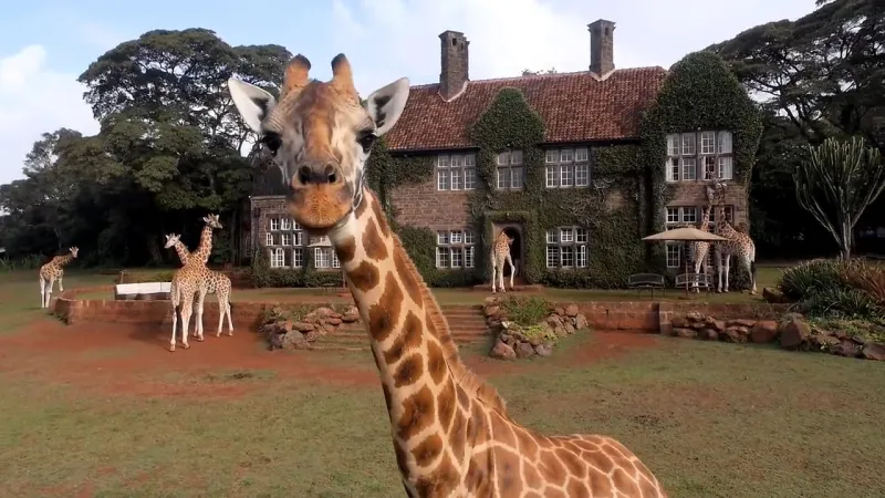 فندق جيراف مانور كينيا فطور مع اطول حيوانات العالم 