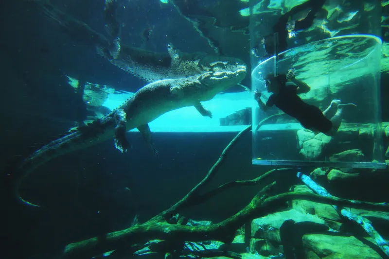 قفص الموت في استراليا هل تجرؤ على دخوله ؟