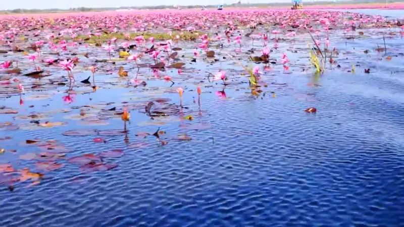 بحيرة اللوتس في تايلند تحفة طبيعية لا مثيل لها 