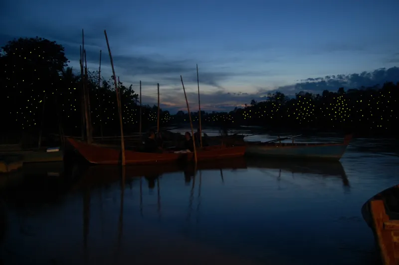 حديقة الفراشات المضيئة في سيلانجور  