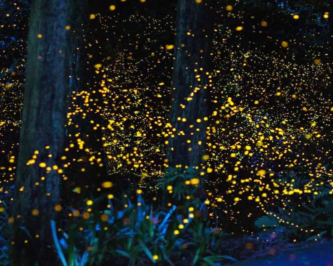 حديقة الفراشات المضيئة في سيلانجور  