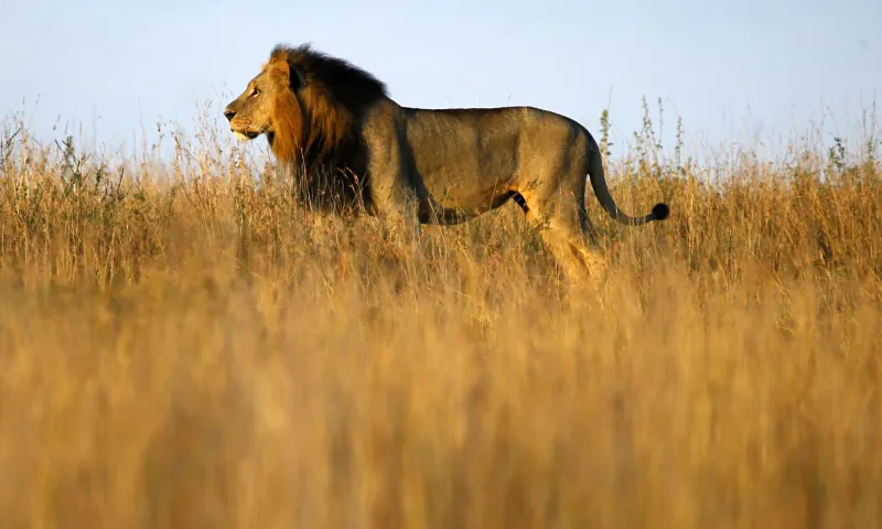 منتزه نيروبي الوطني مغامرة لعشاق السفاري