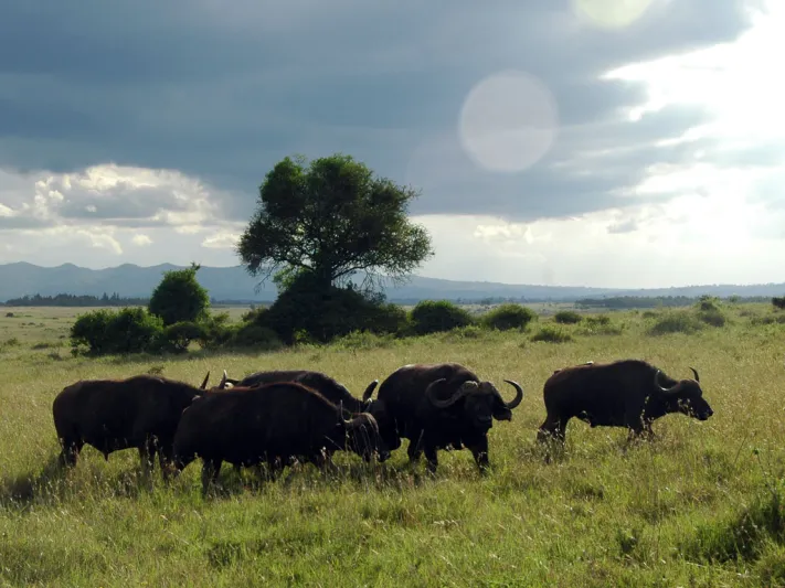 منتزه نيروبي الوطني مغامرة لعشاق السفاري