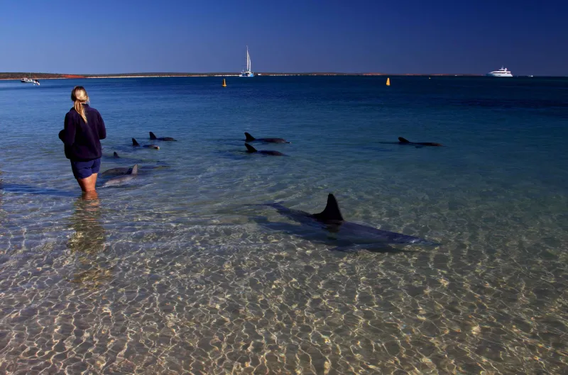 خليج القرش استراليا حياة برية فريدة