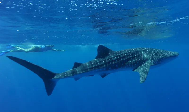 خليج القرش استراليا حياة برية فريدة